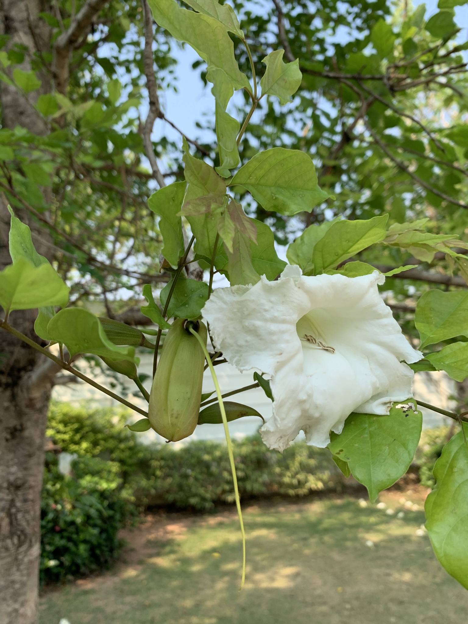 Dolichandrone serrulata